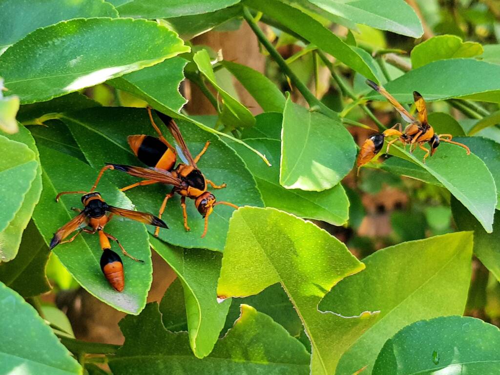 Abispa ephippium (Mud-nest Wasp) and Delta latreillei (Orange Potter Wasp), Alice Springs NT