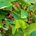 Abispa ephippium (Mud-nest Wasp) and Delta latreillei (Orange Potter Wasp), Alice Springs NT