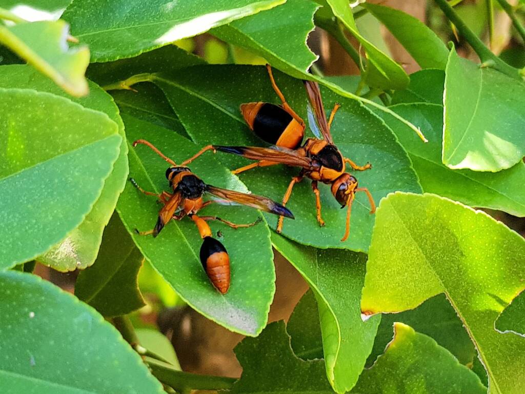 Abispa ephippium (Mud-nest Wasp) and Delta latreillei (Orange Potter Wasp), Alice Springs NT