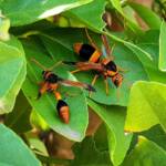 Abispa ephippium (Mud-nest Wasp) and Delta latreillei (Orange Potter Wasp), Alice Springs NT
