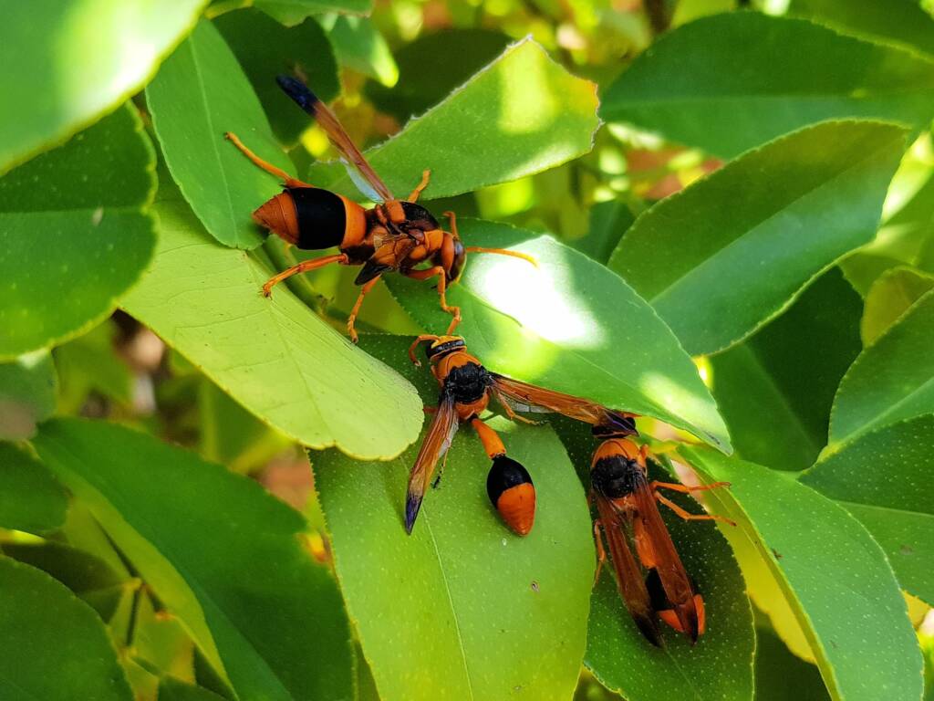 Abispa ephippium (Mud-nest Wasp) and Delta latreillei (Orange Potter Wasp), Alice Springs NT