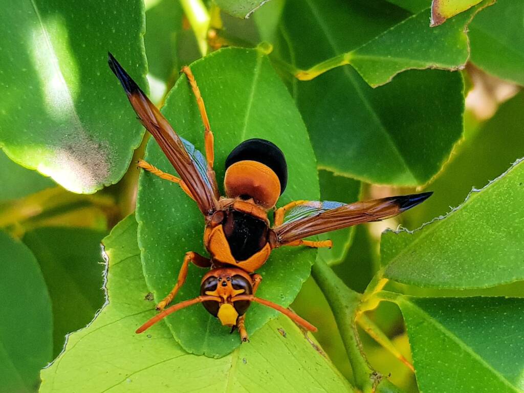 Male Abispa ephippium (Mud-nest Wasp), Alice Springs NT