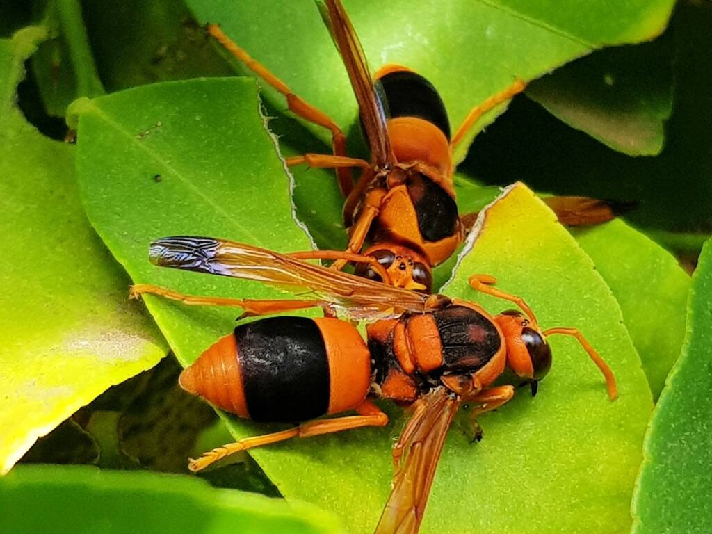 Abispa ephippium (Mud-nest Wasp), Alice Springs NT