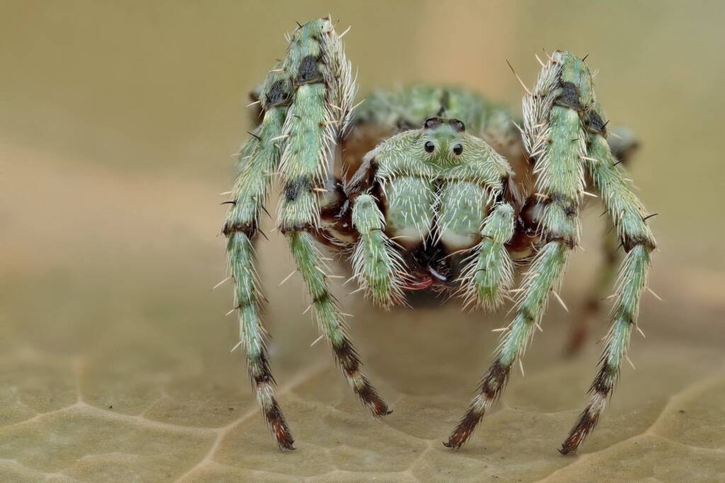 Acroaspis species, Narara NSW © Michael Doe