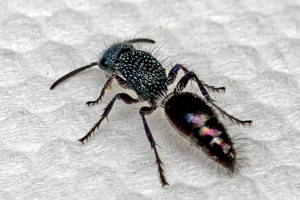 Genus Aglaotilla, Murgon QLD © Tony Eales