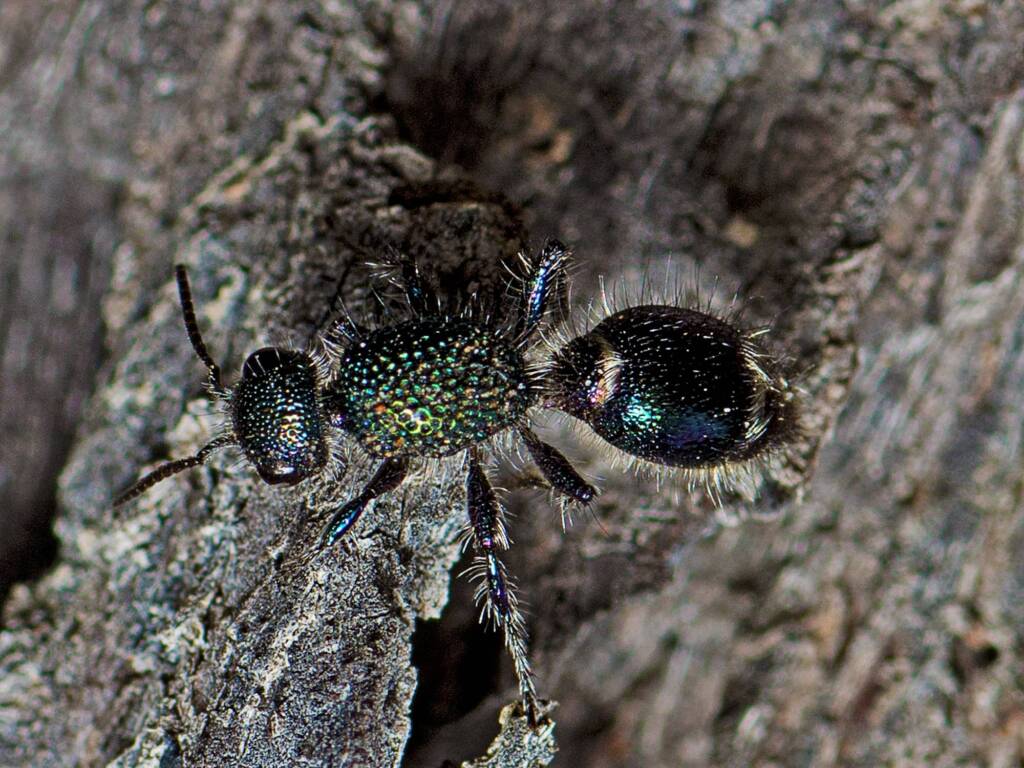Genus Aglaotilla, Cynthia QLD © Tony Eales