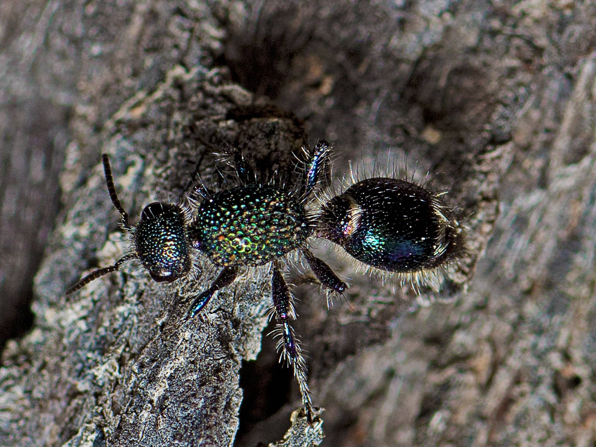 Genus Aglaotilla, Cynthia QLD © Tony Eales