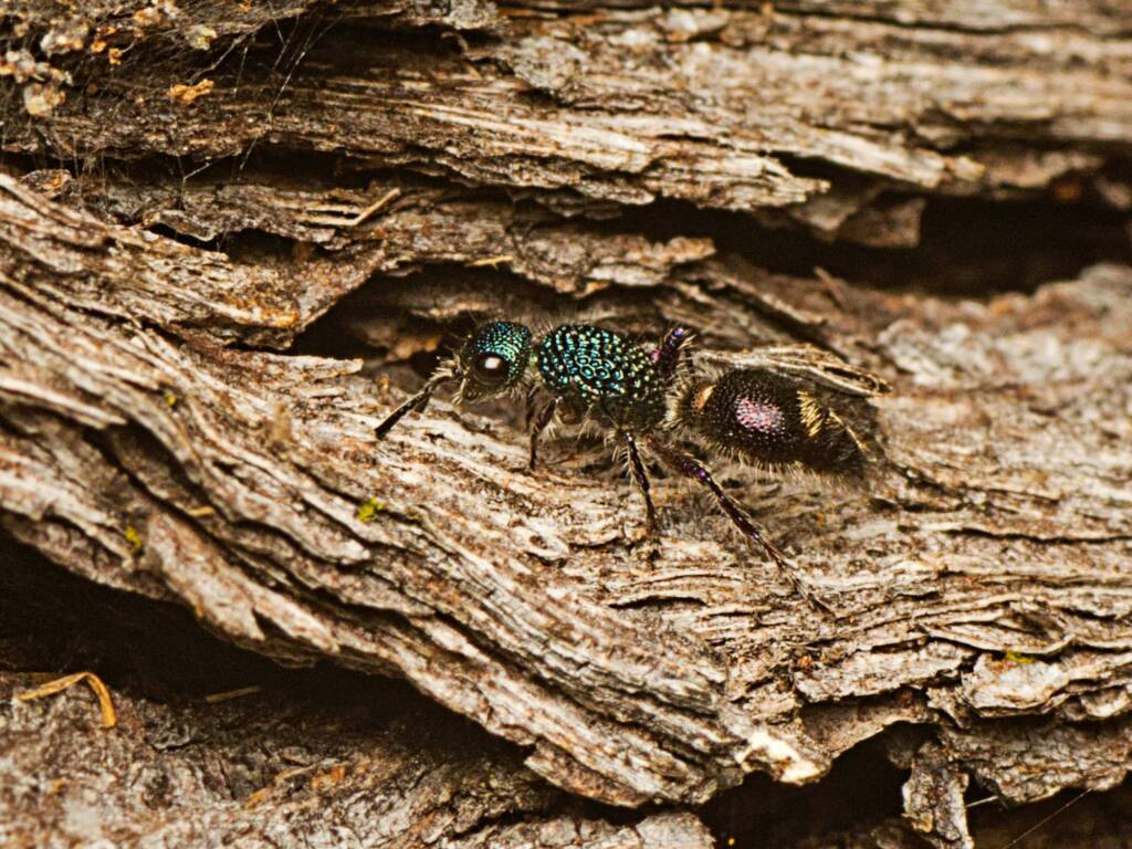 Genus Aglaotilla, Samsonvale QLD © Tony Eales