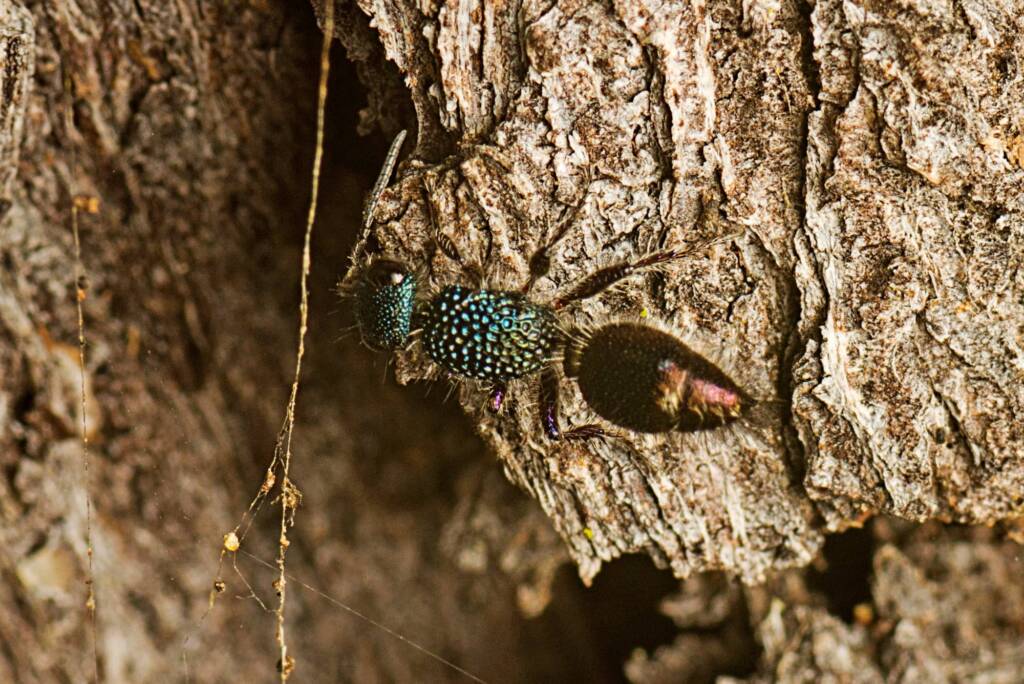 Genus Aglaotilla, Samsonvale QLD © Tony Eales