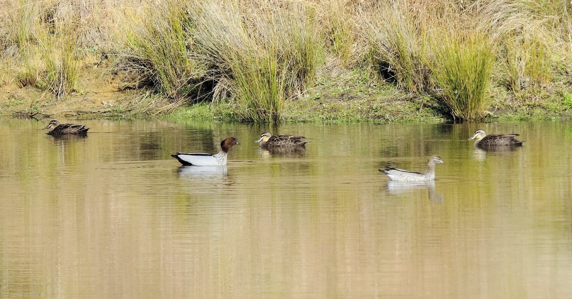 Pacific Black Duck (Anas superciliosa), Wandella NSW © Deb Taylor