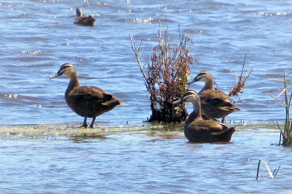 Pacific Black Duck (Anas superciliosa), Bega Valley NSW © Deb Taylor