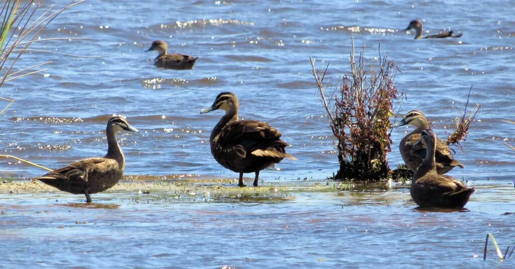 Pacific Black Duck (Anas superciliosa), Bega Valley NSW © Deb Taylor