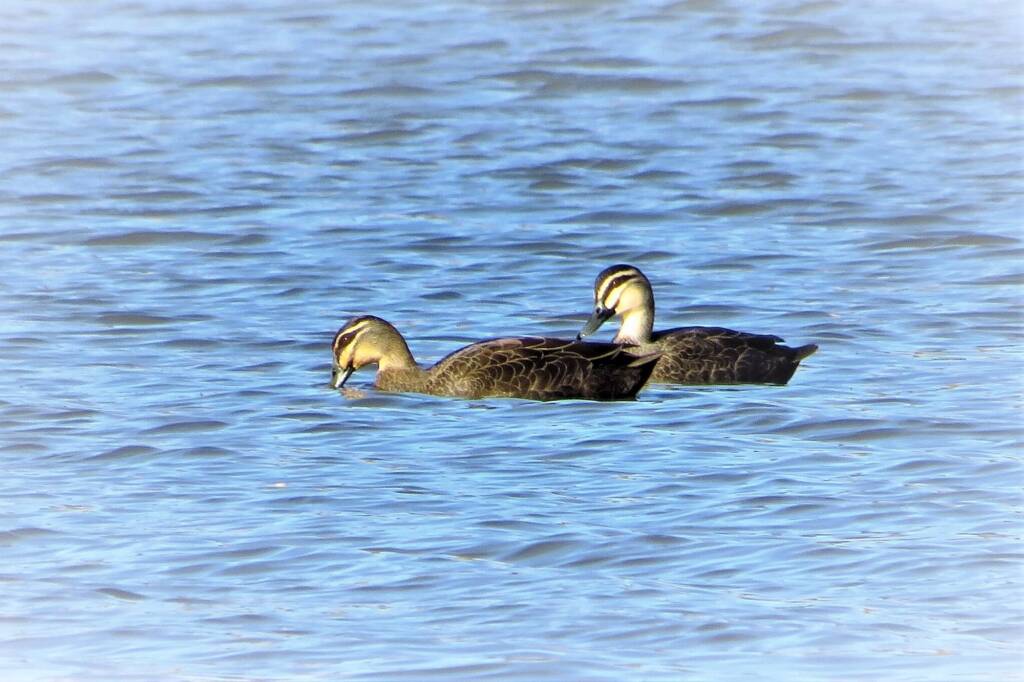 Pacific Black Duck (Anas superciliosa), Bega NSW © Deb Taylor