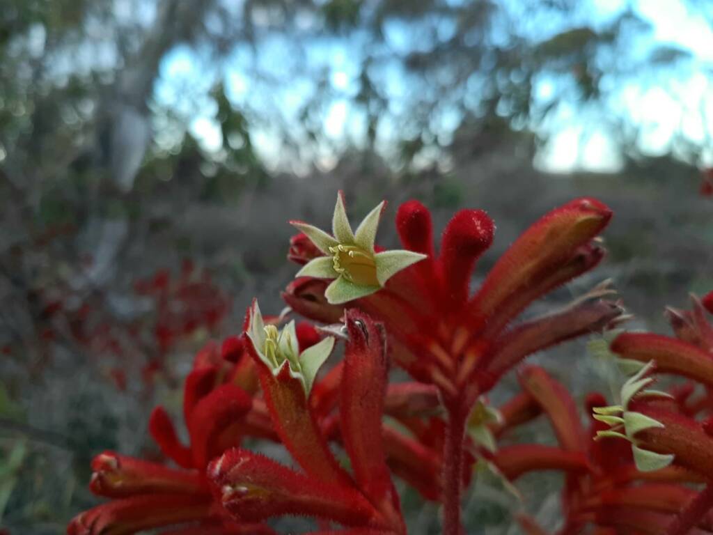 Anigozanthos rufus (Red Kangaroo Paw), Great Southern Region WA © Terry Dunham