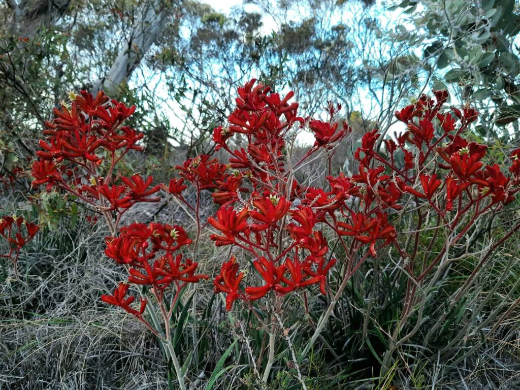 Anigozanthos rufus (Red Kangaroo Paw), Great Southern Region WA © Terry Dunham