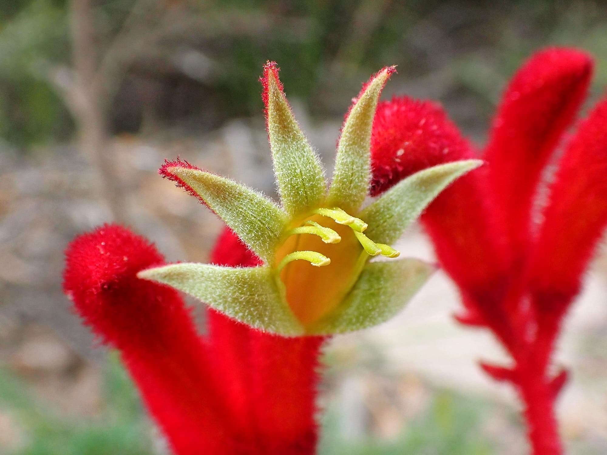 Anigozanthos rufus (Red Kangaroo Paw), Great Southern Region WA © Terry Dunham