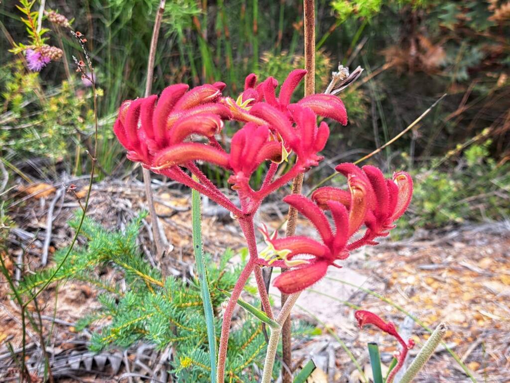 Anigozanthos rufus (Red Kangaroo Paw), Great Southern Region WA © Terry Dunham