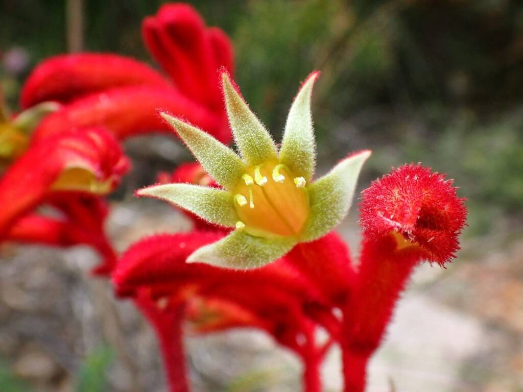 Anigozanthos rufus (Red Kangaroo Paw), Great Southern Region WA © Terry Dunham