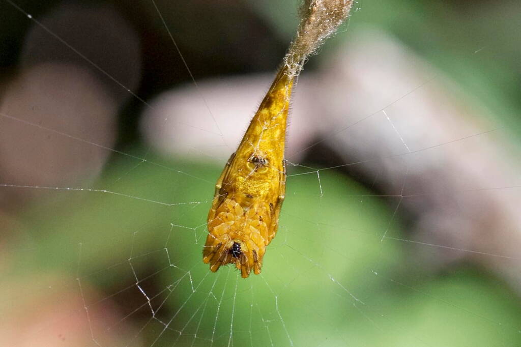 Scorpion-tailed Spider (Arachnura higginsi), Nerang QLD © Hongming Kan
