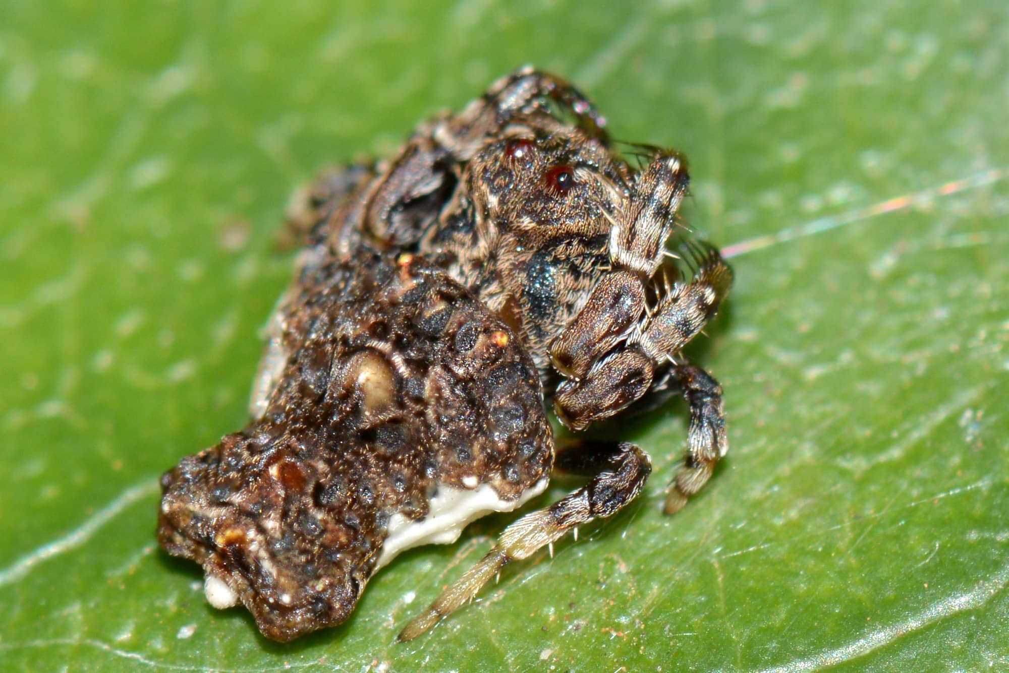 Arkys alticephala (High-headed Arkys), Albany WA © Jean and Fred Hort