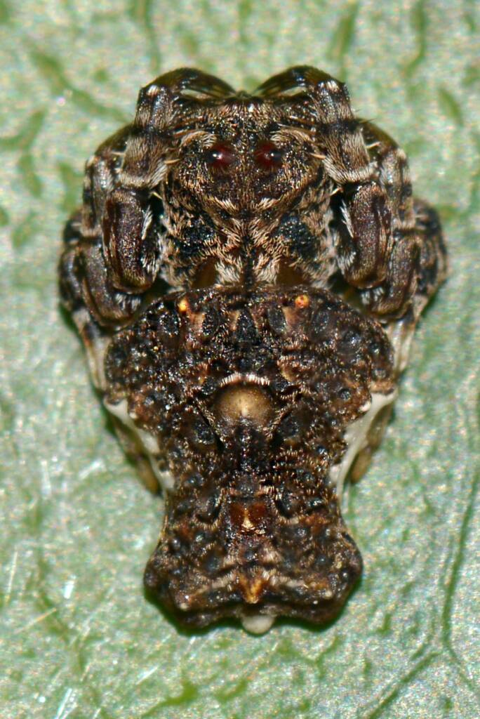 Arkys alticephala (High-headed Arkys), Albany WA © Jean and Fred Hort