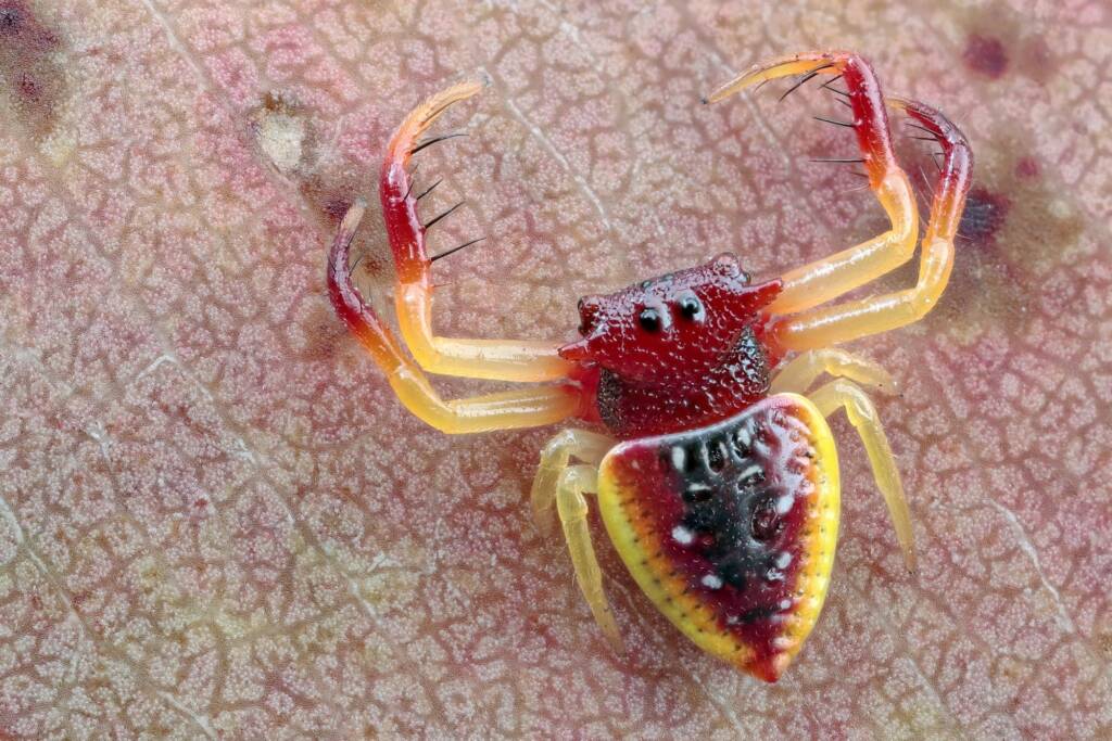 Arkys cornutus, Woy Woy Bay NSW © Michael Doe