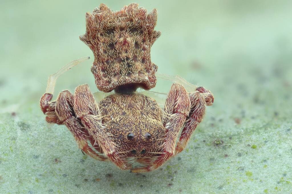 Arkys dilatatus, Woy Woy Bay NSW © Michael Doe