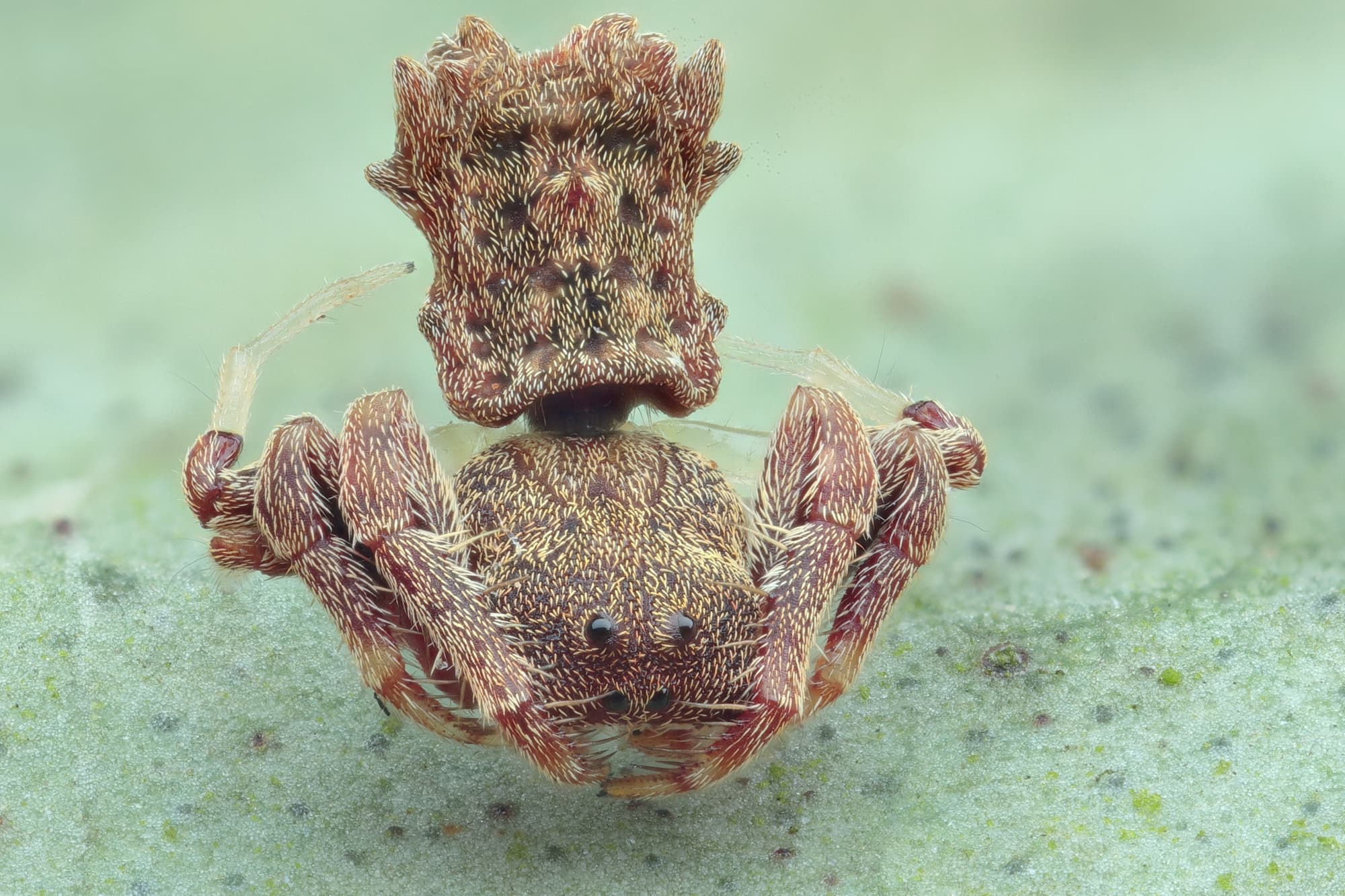 Arkys dilatatus, Woy Woy Bay NSW © Michael Doe