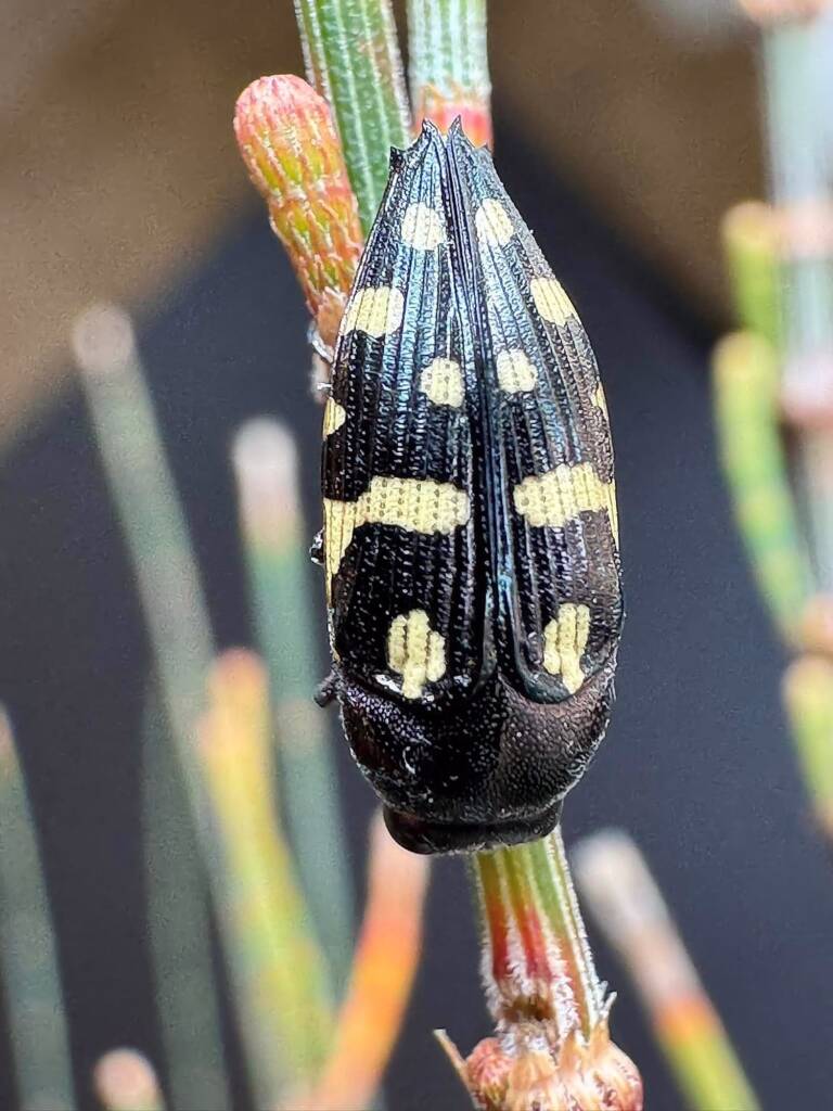 Astraeus carnabyi on Allocasuarina huegeliana, Ravensthorpe WA © Mark Hanlon