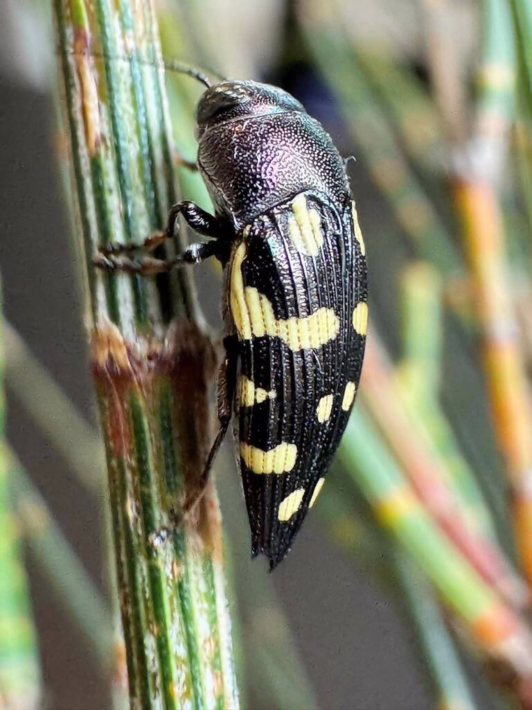 Astraeus carnabyi on Allocasuarina huegeliana, Ravensthorpe WA © Mark Hanlon