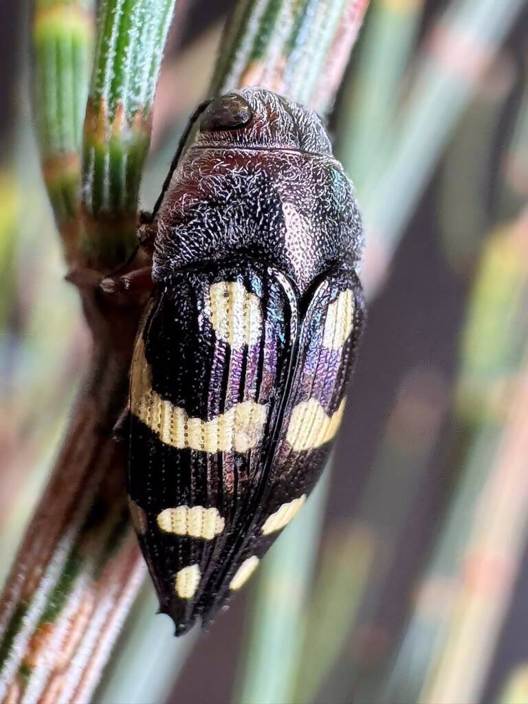 Astraeus globosus on Allocasuarina huegeliana, Ravensthorpe WA © Mark Hanlon