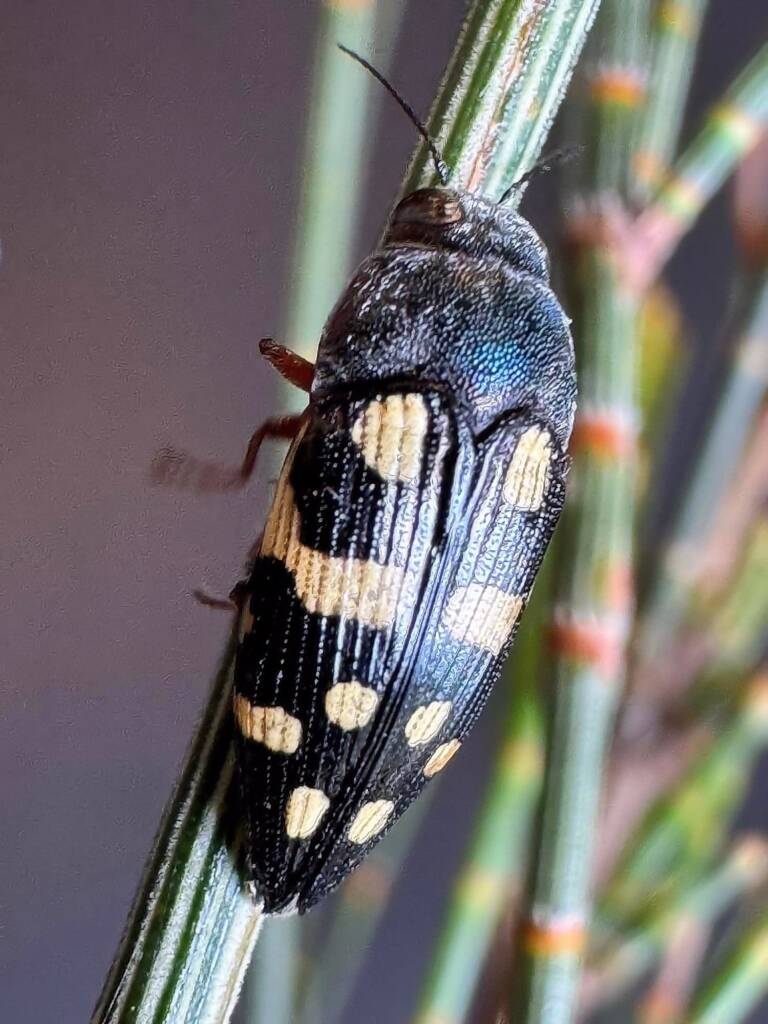 Astraeus macmillani on Allocasuarina huegeliana, Ravensthorpe WA © Mark Hanlon