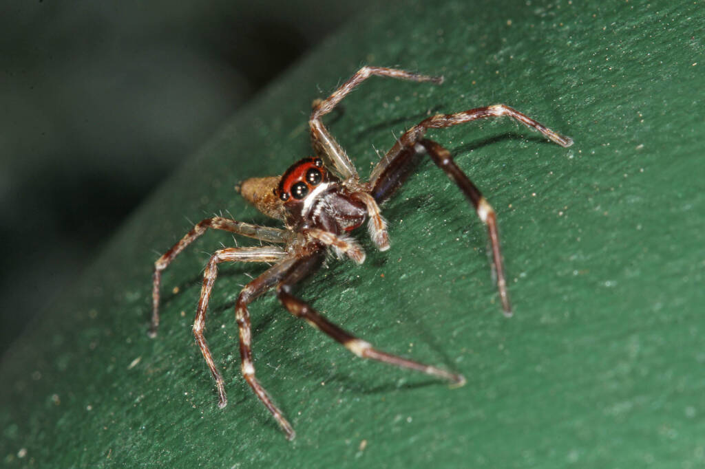 Aussie Bronze Jumper (Helpis minitabunda), Ballandean QLD © Marc Newman