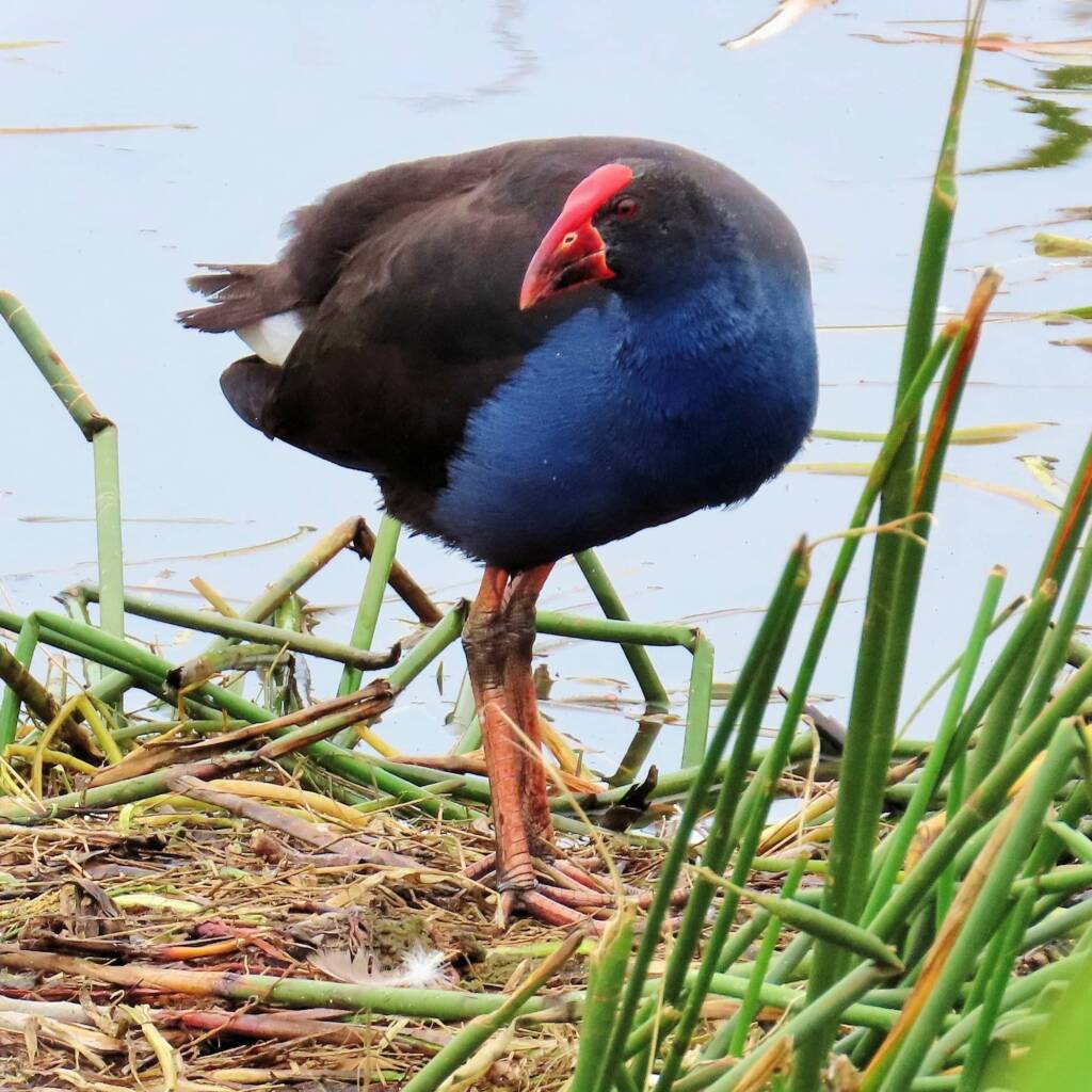 Australian Swamphen (Porphyrio melanotus ssp. melanotus), Bermagui NSW © Deb Taylor
