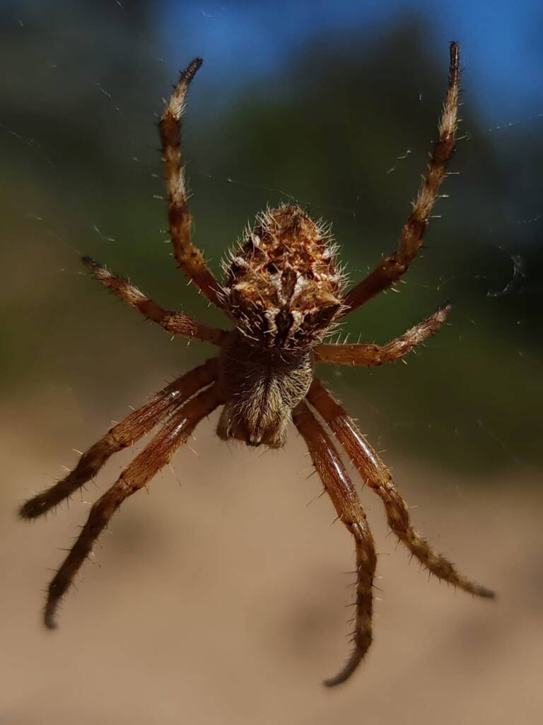 Backobourkia sp (Garden Orb-weaver Spider), Stirling Range National Park WA © Julie Schofield