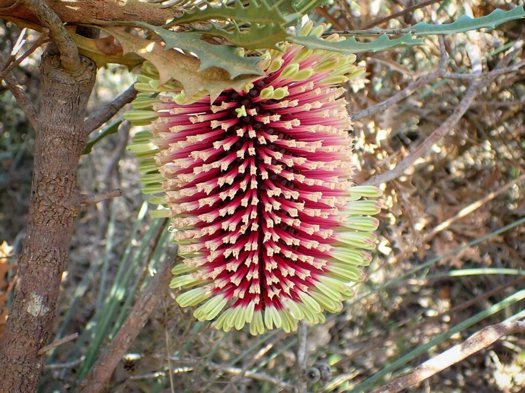 Banksia aculeata (Prickly Banksia), Stirling Range National Park WA © Terry Dunham