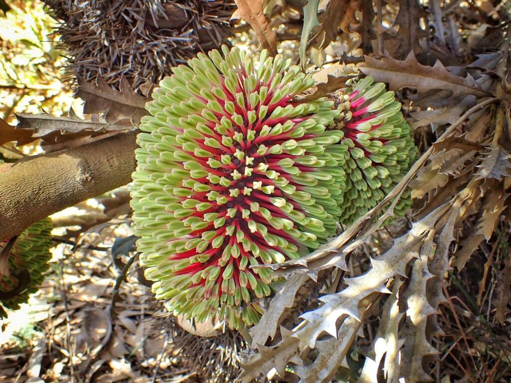 Banksia aculeata (Prickly Banksia), Stirling Range National Park WA © Terry Dunham