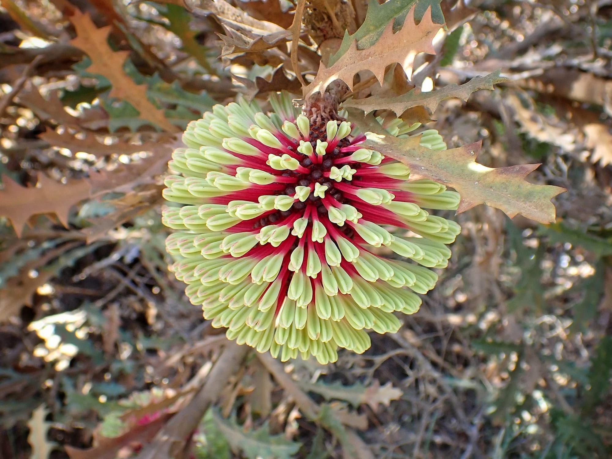 Banksia aculeata (Prickly Banksia), Stirling Range National Park WA © Terry Dunham
