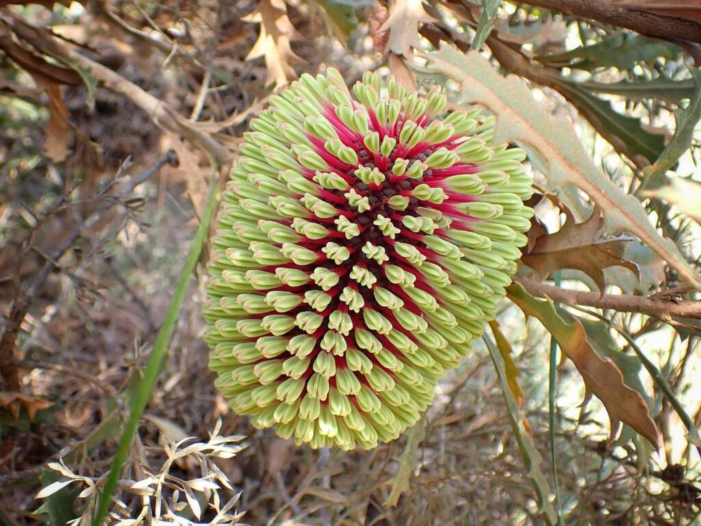 Banksia aculeata (Prickly Banksia), Stirling Range National Park WA © Terry Dunham