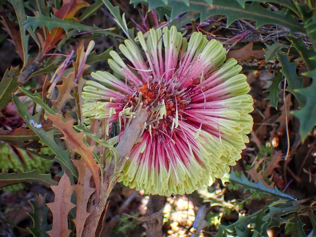 Banksia aculeata (Prickly Banksia), Stirling Range National Park WA © Terry Dunham