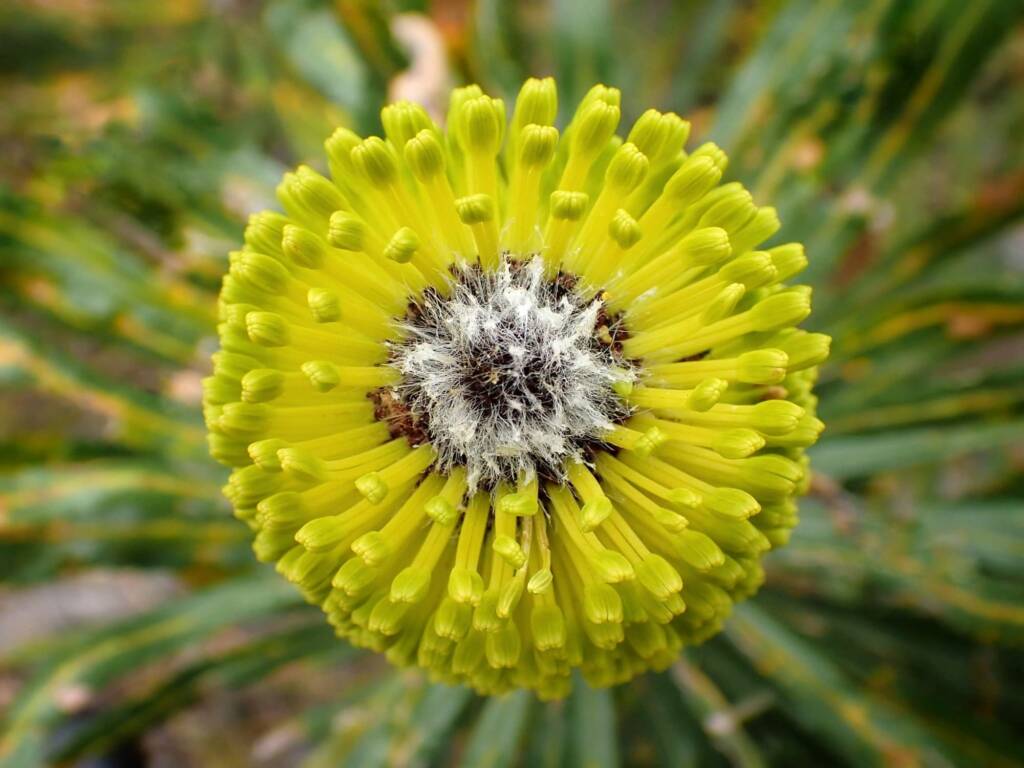 Banksia attenuata, Great Southern Region WA © Terry Dunham
