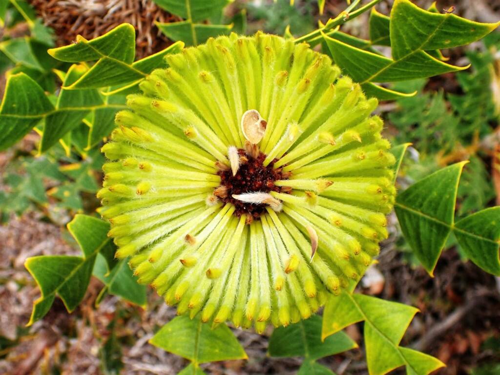 Banksia baxteri, Great Southern Region WA © Terry Dunham