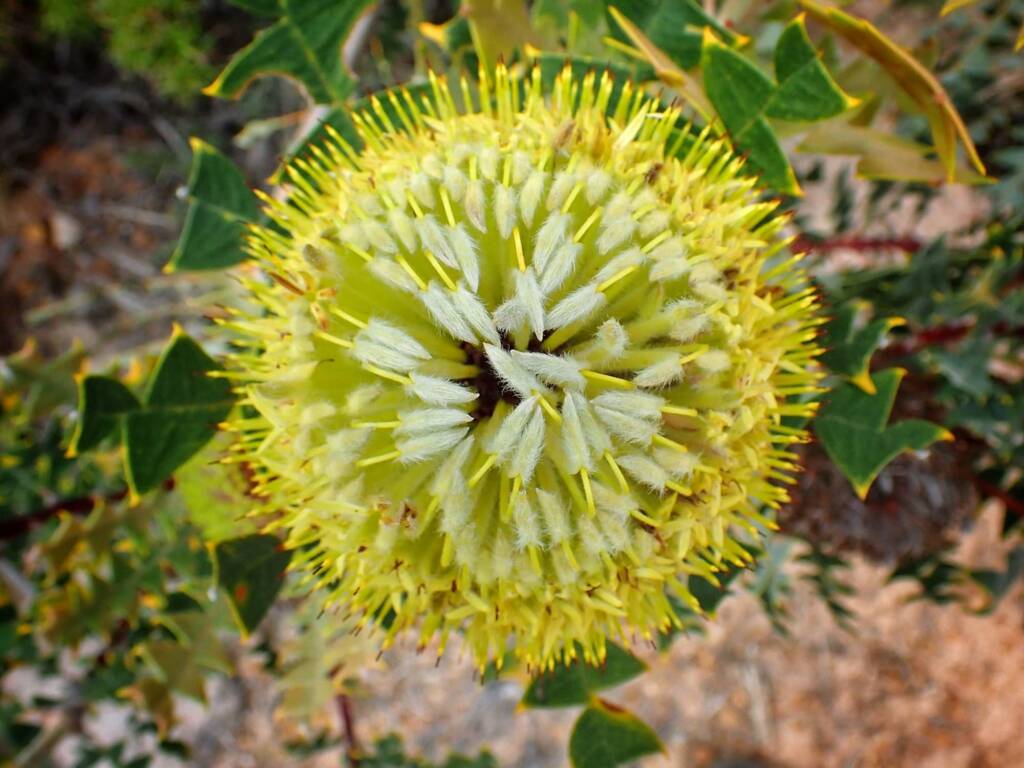 Banksia baxteri (Baxter's Banksia), Stirling Range National Park WA © Terry Dunham