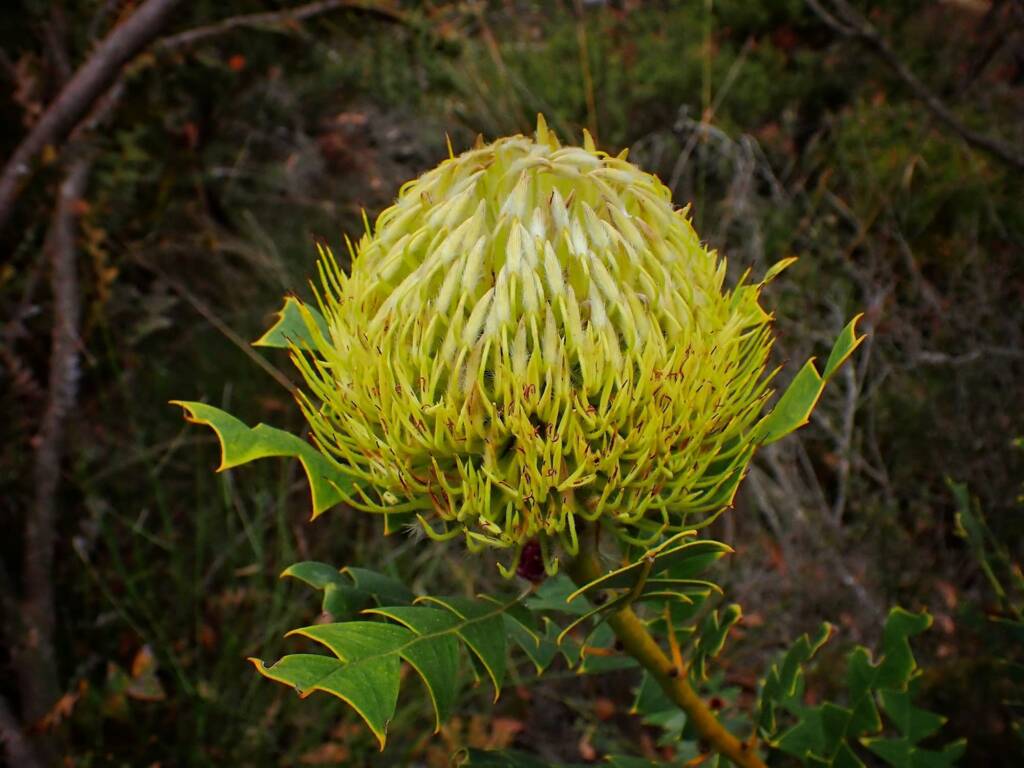Banksia baxteri (Baxter's Banksia), Stirling Range National Park WA © Terry Dunham