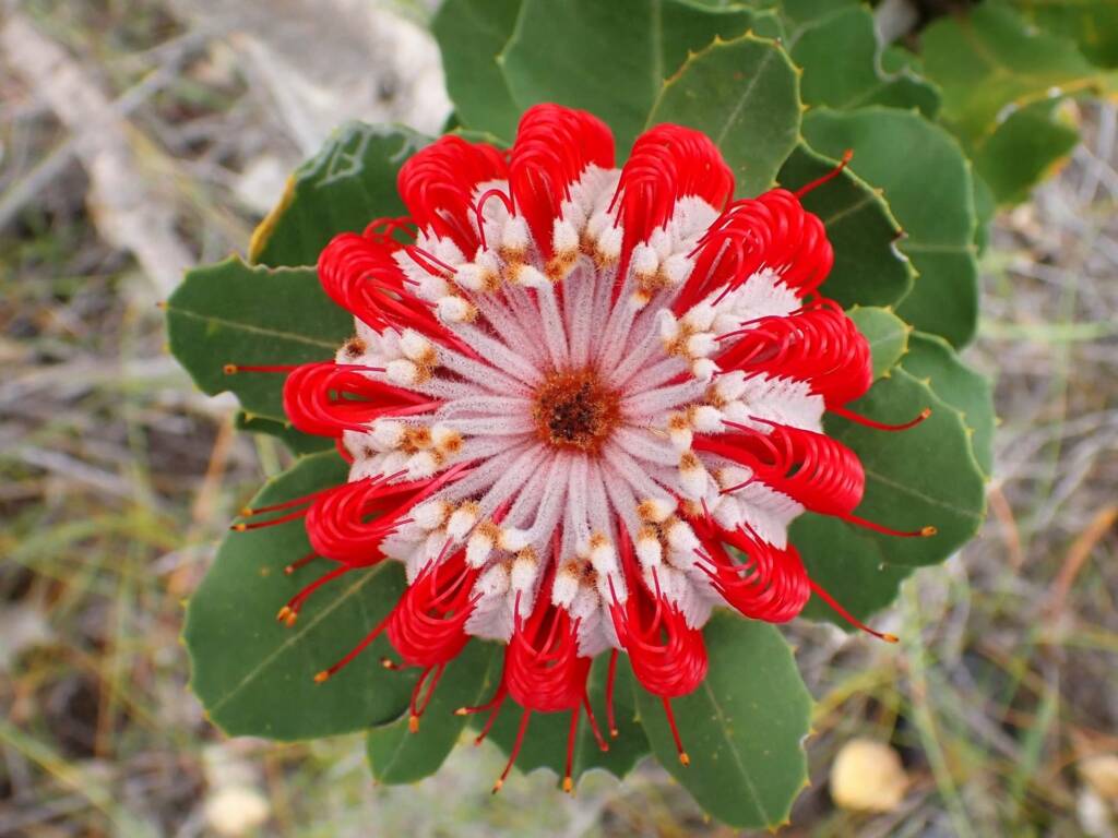 Banksia coccinea, Great Southern Region WA © Terry Dunham