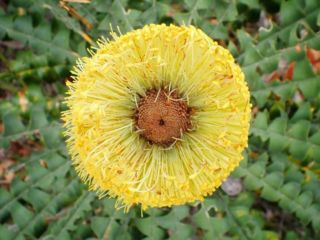 Banksia grandis, Great Southern Region WA © Terry Dunham