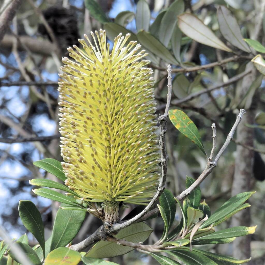 Banksia integrifolia ssp. integrifolia, Bermagui NSW © Deb Taylor