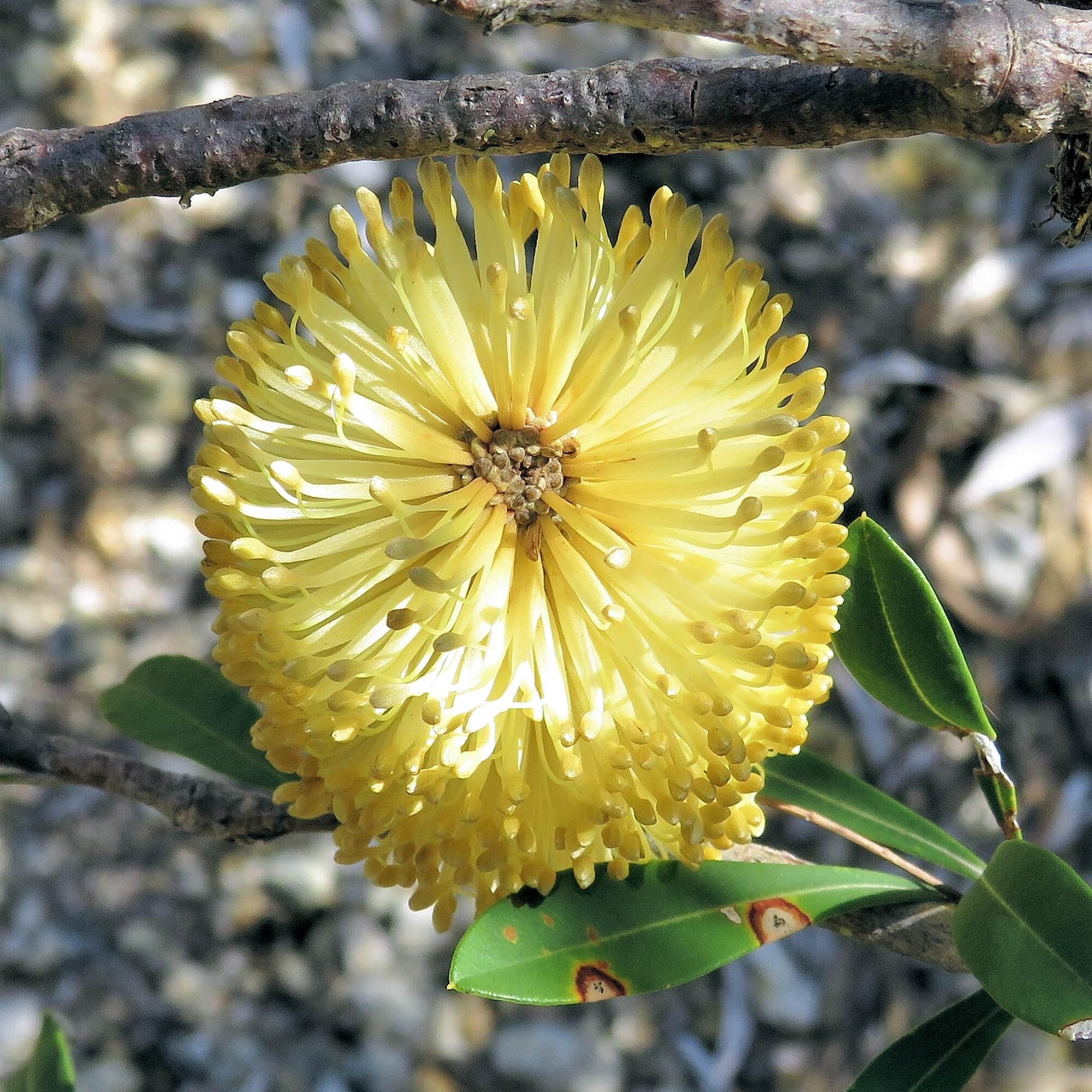 Banksia integrifolia ssp. integrifolia, Wallaga Lake NSW © Deb Taylor