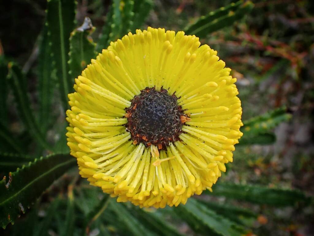 Banksia media, Great Southern Region WA © Terry Dunham
