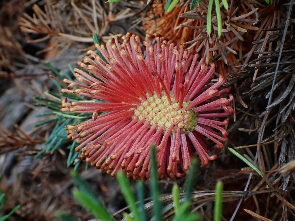Banksia nutans, Great Southern Region WA © Terry Dunham